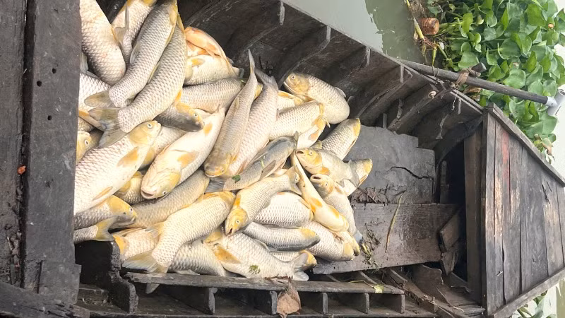 Cá bè chết bất thường trên sông Đồng Nai, đoạn thuộc khu phố Thái Hòa, phường Long Bình Tân, thành phố Biên Hòa.