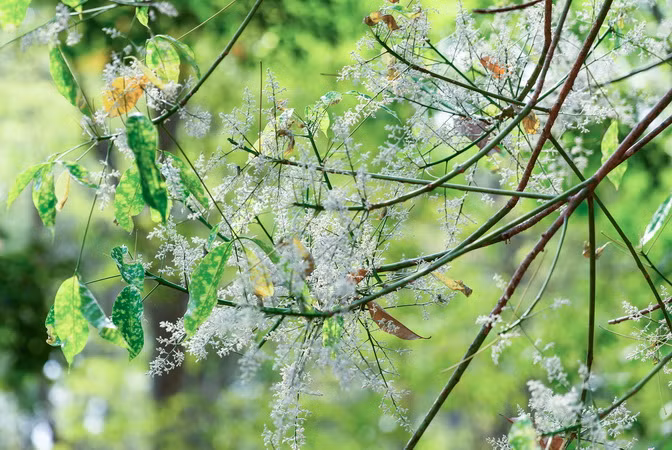 Thấp thoáng một số ngọn cao-su bắt đầu bung nở hoa.