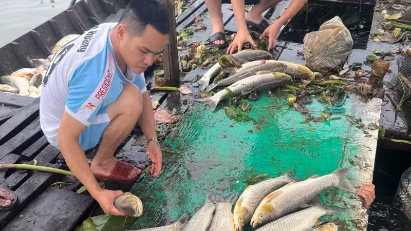 Người dân vớt số cá chết trên bè nuôi.