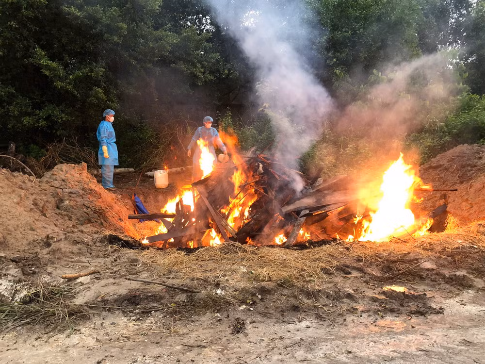 Tiêu hủy đàn hổ chết do nhiễm cúm A/H5N1 tại Khu du lịch Vườn Xoài.