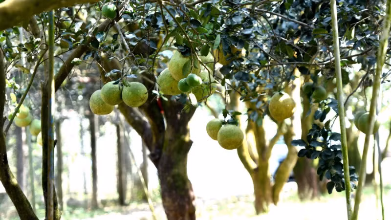 Những cây bưởi lâu năm ở làng bưởi Tân Triều. Những cây bưởi lâu năm ở làng bưởi Tân Triều.