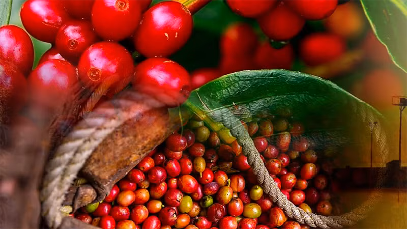 Lo ngại nguồn cung gián đoạn do thời tiết thúc đẩy giá cà-phê, giá đường khởi sắc