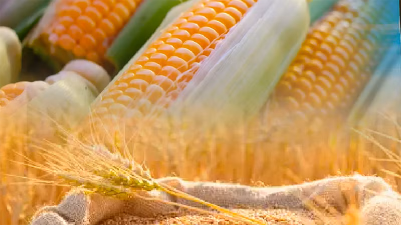 Giá ngô chạm đáy gần 3 năm trước những thông tin tích cực về nguồn cung từ Ukraine