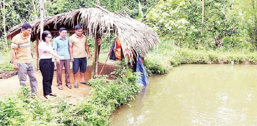 Cán bộ Phòng Giao dịch Ngân hàng Chính sách xã hội huyện Bắc Quang kiểm tra sử dụng vốn cải tạo vườn tạp của gia đình anh Đặng Văn Quý, xã Tiên Kiều.