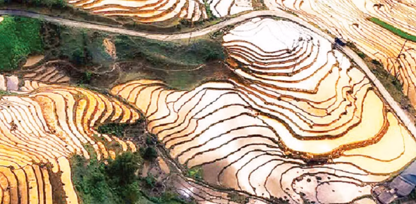 Ruộng bậc thang Y Tý mùa nước đổ hiện lên như những đường vân tay khổng lồ của đất trời.