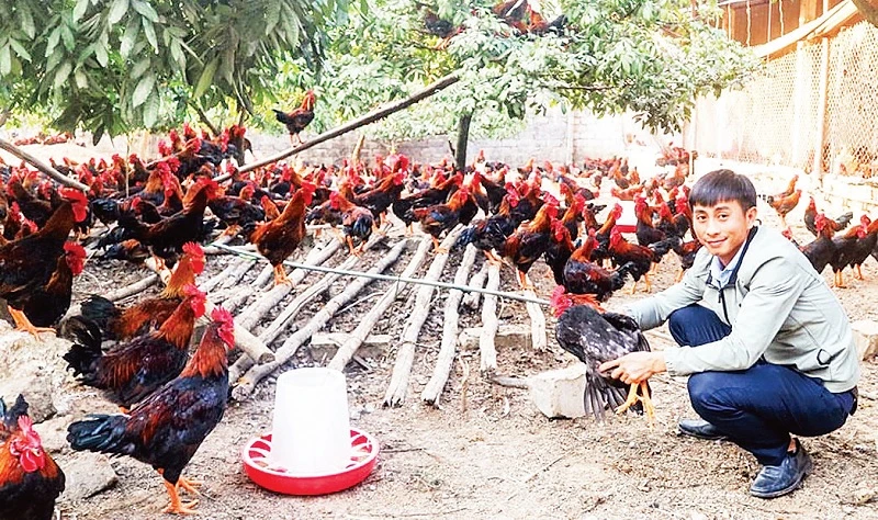 Bình quân giá trị sản xuất của một trang trại ở khu vực nông thôn của tỉnh Thái Nguyên đạt 2,2 tỷ đồng/năm. (Ảnh TÙNG LÂM)