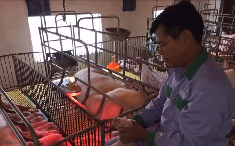 Ông Nguyễn Văn Lâm chăm sóc đàn lợn tại trang trại ở huyện Quốc Oai (Hà Nội). (Ảnh Sơn Tùng)