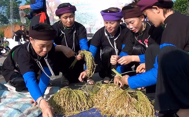 Đồng bào Tày Khao xã Đông Cuông chuẩn bị lúa nếp làm cốm.