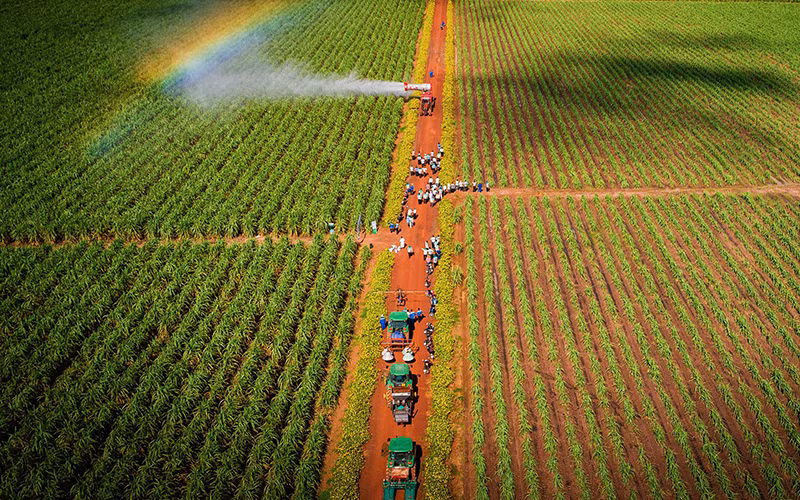 Nông trường mía đường của một tập đoàn đầu tư ở Tây Ninh.