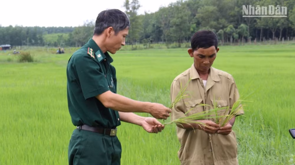 Bộ đội Biên phòng tỉnh Bình Phước giúp đồng bào dân tộc thiểu số trồng lúa nước.