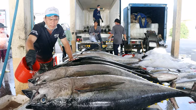 Các chủ vựa thu mua, sơ chế cá ngừ xuất khẩu tại cảng cá Đông Tác, thành phố Tuy Hòa, Phú Yên.