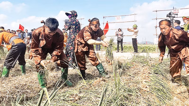 Nông dân xã Hiệp Hòa thi thu hoạch hành, tỏi.