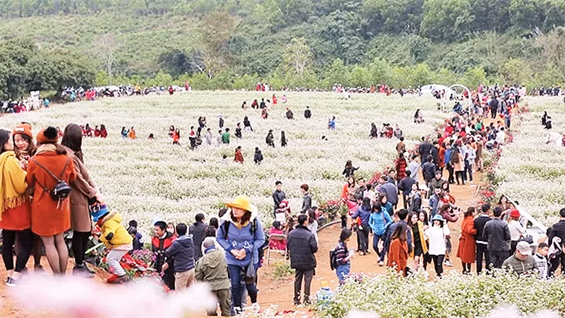 Thung lũng hoa tam giác mạch ở huyện Nghĩa Đàn thu hút du khách.