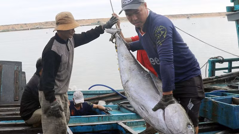 Ngư dân bốc dỡ cá ngừ tại cảng cá Phú Lạc, thị xã Đông Hòa, tỉnh Phú Yên.