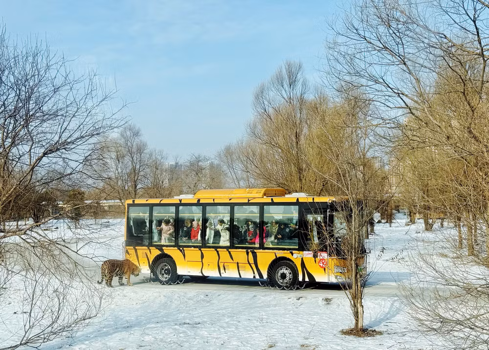 Công viên hổ Siberia ở Cáp Nhĩ Tân là nơi bảo tồn khoảng 400 cá thể hổ quý hiếm. Du khách có thể trải nghiệm tiếp xúc gần với hổ qua xe buýt.