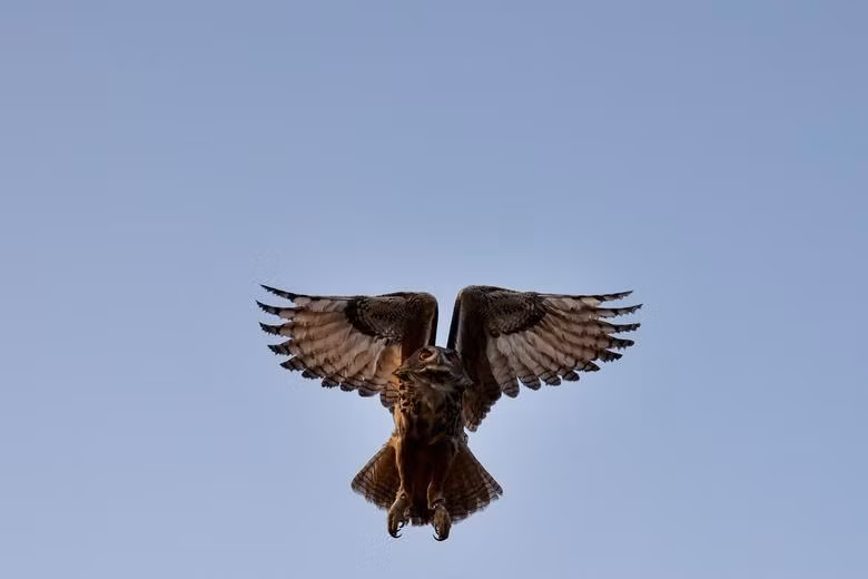 Một con cú đại bàng Á-Âu được sinh ra tại Sở thú Thủy cung ở Madrid vào tháng 2 năm ngoái đã bay khi được thả về tự nhiên ở Villamantilla, phía tây Madrid, Tây Ban Nha, ngày 4/10. (Ảnh: REUTERS) Một con cú đại bàng Á-Âu được sinh ra tại Sở thú Thủy cung ở Madrid vào tháng 2 năm ngoái đã bay khi được thả về tự nhiên ở Villamantilla, phía tây Madrid, Tây Ban Nha, ngày 4/10. (Ảnh: REUTERS)