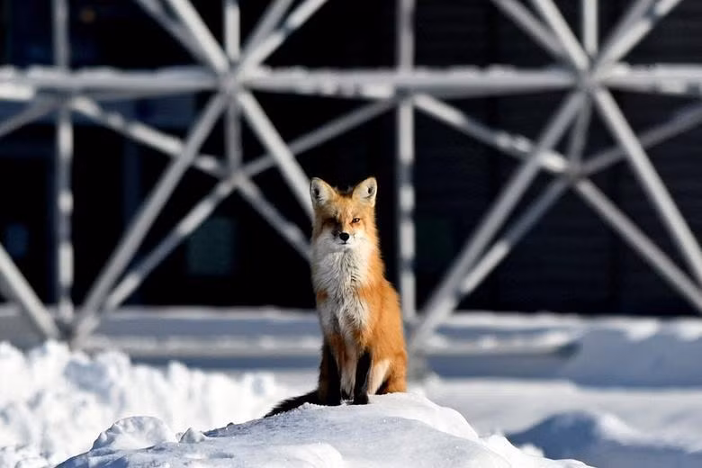 Một con cáo đứng trên đồi tuyết khi thời tiết cực lạnh ập đến Montreal, Canada, ngày 21/1. (Ảnh: REUTERS) Một con cáo đứng trên đồi tuyết khi thời tiết cực lạnh ập đến Montreal, Canada, ngày 21/1. (Ảnh: REUTERS)