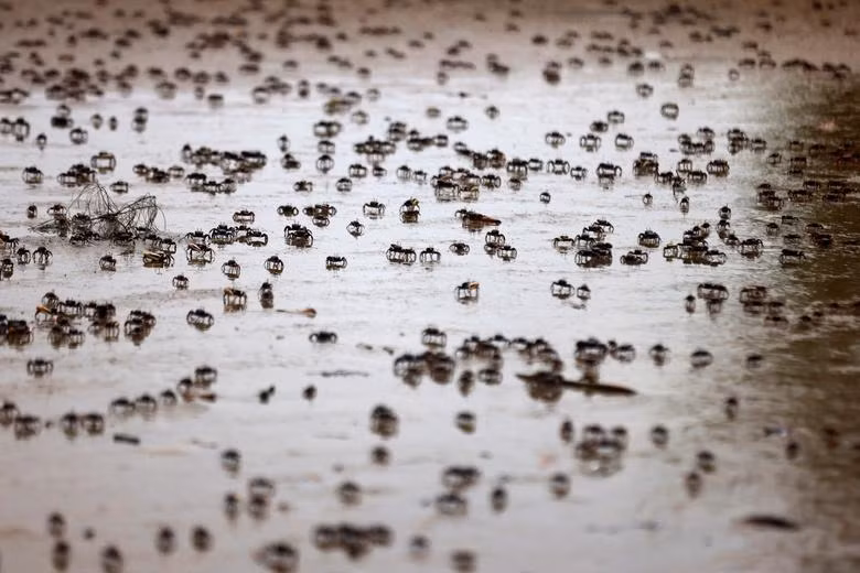 Những con cua mới sinh chạy trên bãi biển khi thủy triều xuống, ở rìa sông Casamance, trên đảo Kafar, Senegal, ngày 13/7. (Ảnh: REUTERS) Những con cua mới sinh chạy trên bãi biển khi thủy triều xuống, ở rìa sông Casamance, trên đảo Kafar, Senegal, ngày 13/7. (Ảnh: REUTERS)