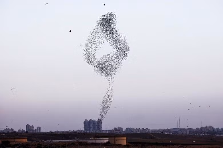 Một đàn sáo di cư rì rào được nhìn thấy trên bầu trời gần thành phố Beer Sheva, miền nam Israel, ngày 13/1. (Ảnh: REUTERS) Một đàn sáo di cư rì rào được nhìn thấy trên bầu trời gần thành phố Beer Sheva, miền nam Israel, ngày 13/1. (Ảnh: REUTERS)