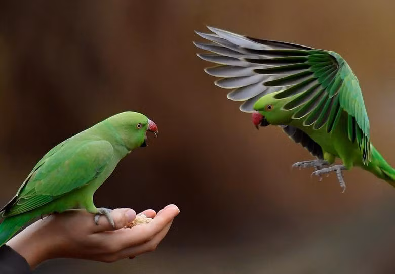 Vẹt đuôi dài lấy thức ăn từ người chăm sóc ở Công viên St James, London, Anh, ngày 1/1. (Ảnh: REUTERS) Vẹt đuôi dài lấy thức ăn từ người chăm sóc ở Công viên St James, London, Anh, ngày 1/1. (Ảnh: REUTERS)