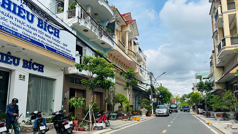 Tuyến đường Lý Thường Kiệt, phường 3, thành phố Bạc Liêu (tỉnh Bạc Liêu), hai bên đường được trồng cây Viết, có gần 30 năm tuổi đang xanh tốt, rất đẹp mắt. Nhưng, không hiểu sao đơn vị chức năng "bứng" đi để trồng các cây khác, khiến nhiều cán bộ, nhân dân rất bức xúc. (Ảnh: TRỌNG DUY)