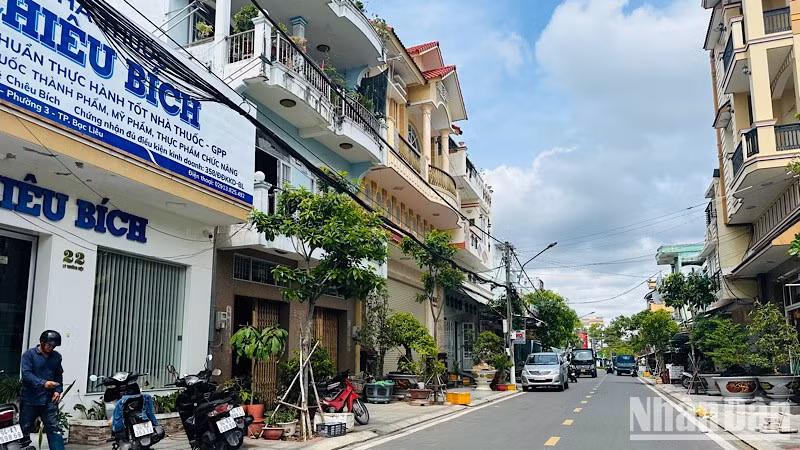 Nhiều tuyến đường ở Bạc Liêu hai hàng cây xanh đang rất đẹp, nhưng bị "bứng không thương tiếc" để thực hiện dự án trồng cây khác, gây lãng phí rất lớn, khiến nhiều cán bộ, nhân dân rất bức xúc, bất bình. (Ảnh: TRỌNG DUY)