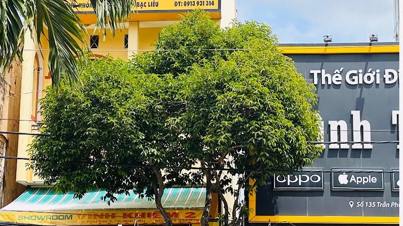 Cây Viết, gần 30 năm tuổi đang xanh tốt, rất đẹp mắt tại tuyến đường Lý Thường Kiệt ở trung tâm thành phố Bạc Liêu. Nhưng "đùng một cái" đơn vị chức năng nhổ lên thay bằng cây trồng khác, gây tiếc nuối và nhiều ý kiến trái chiều trong cán bộ, nhân dân địa phương.(Ảnh TRỌNG DUY)