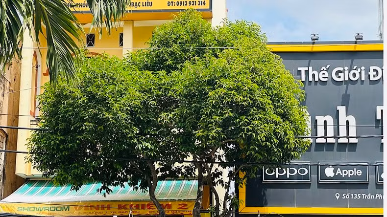 Cây viết gần 40 năm tuổi đang xanh tốt, rất đẹp mắt tại tuyến đường Lý Thường Kiệt và một số tuyến đường khác ở trung tâm thành phố Bạc Liêu. Nhưng "đùng một cái" chính quyền và đơn vị chức năng nhổ lên thay hàng loạt bằng các cây trồng khác, trước sự nuối tiếc và ngỡ ngàng của nhân dân. (Ảnh: TRỌNG DUY)