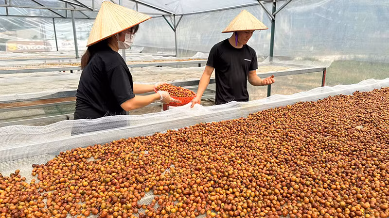 Nông dân thu hoạch, sơ chế cà-phê.