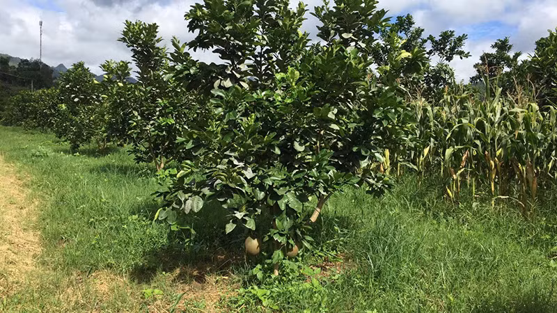 Nhiều hộ dân trồng cây ăn quả.