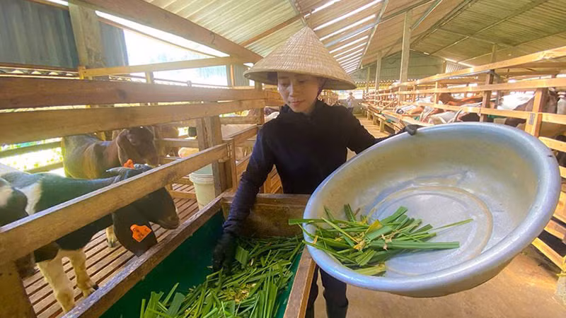 Chị Nguyễn Thị Hiền xã Sơn Lễ, Hương Sơn nuôi dê boer cho hiệu quả cao.