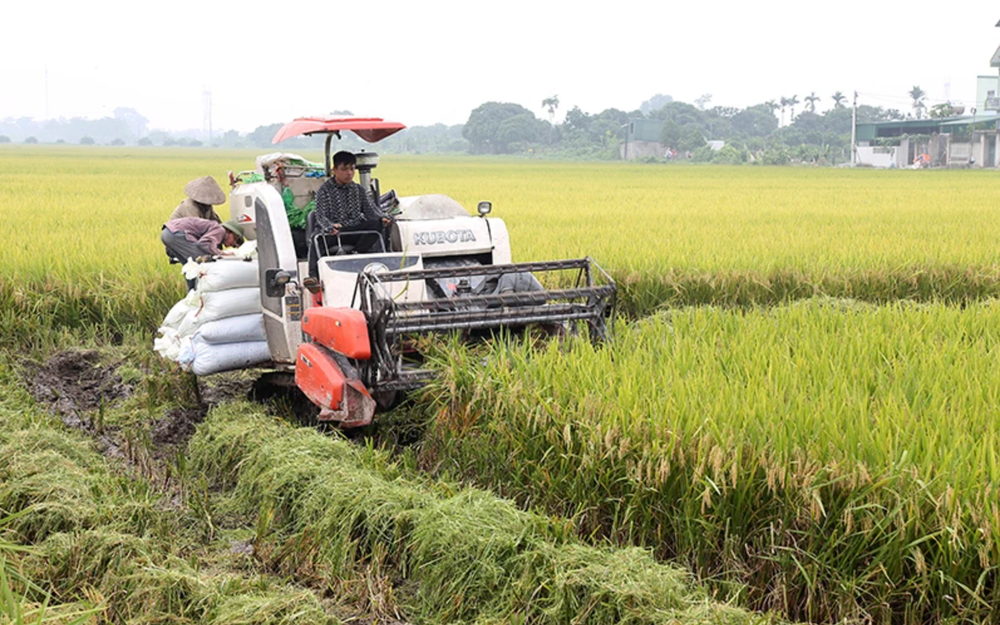Người dân xã Tượng Lĩnh (huyện Kim Bảng) thu hoạch lúa.