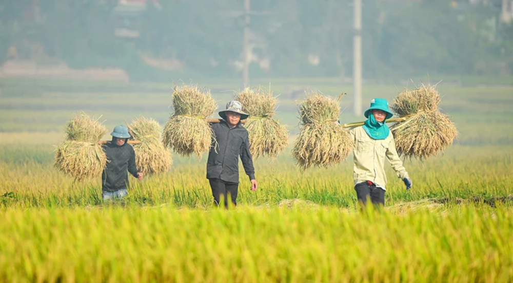 Nông dân Điện Biên thu hoạch lúa mùa. (Ảnh: Lê Lan)