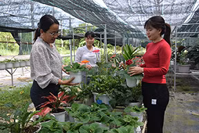 Nhân viên Trung tâm Ứng dụng nông nghiệp công nghệ cao tỉnh Đồng Tháp thăm vườn cây khảo sát và cây mẫu. (Ảnh: HỮU NGHĨA)