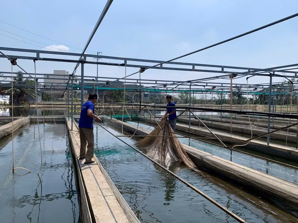 Mục tiêu trong năm 2025 lĩnh vực này phấn đấu đạt 1,3 triệu ha diện tích nuôi trồng, giữ ổn định so với năm 2024.