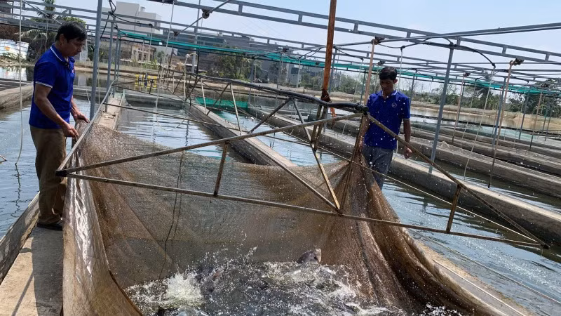 Sản lượng thức ăn thủy sản năm 2024 sản xuất được 5,39 triệu tấn (1,4 triệu tấn cho tôm, 2,02 triệu tấn cho cá tra, 1,97 triệu tấn cho thuỷ sản khác).