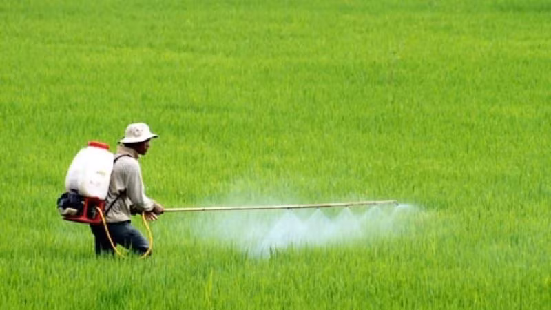 Trong bối cảnh phát triển nông nghiệp bền vững, việc sử dụng phân bón và thuốc bảo vệ thực vật an toàn, hiệu quả là một trong những vấn đề cấp thiết.