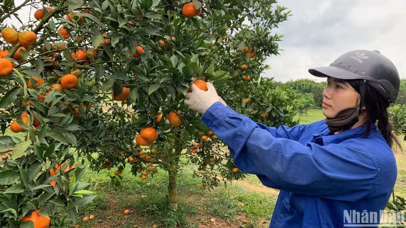 Cây ăn quả là mũi nhọn trong phát triển kinh tế của tỉnh Hòa Bình.