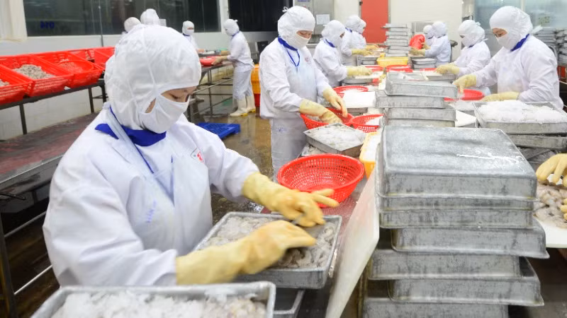 Chế biến thủy sản xuất khẩu ở Công ty CP Thủy sản Cafatex ( Hậu Giang). (Ảnh: TRẦN TUẤN)