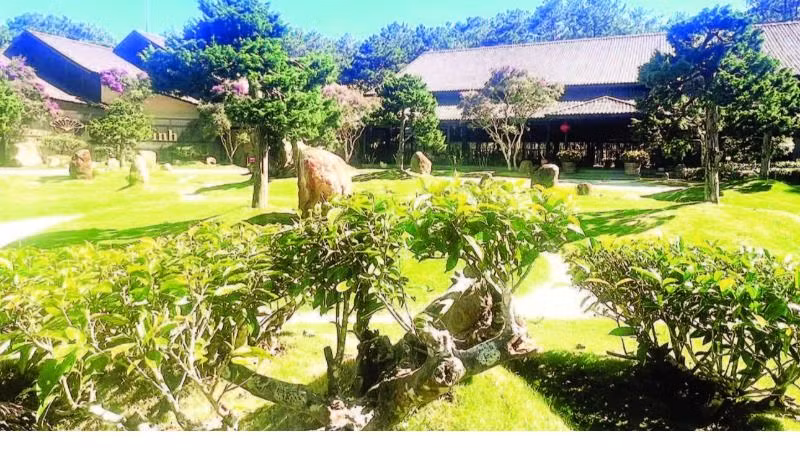 Những gốc trà cổ trong khuôn viên Bảo tàng trà Long Đỉnh.