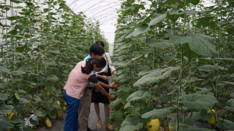 Mô hình chuyển đổi đất lúa sang trồng dưa chuột tại xã Canh Nậu, huyện Yên Thế cho hiệu quả kinh tế cao.