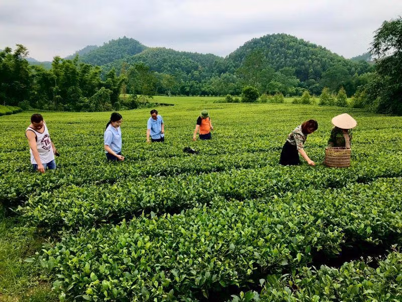 Du khách trải nghiệm hái chè cùng bà con dân bản Ven, huyện Yên Thế.