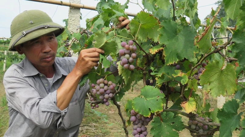 Người dân thôn Nà Chuông, Mai Pha (thành phố Lạng Sơn) ứng dụng khoa học kỹ thuật chăm sóc cây nho Tảo hồng cho năng suất cao. (Ảnh: HÙNG TRÁNG)