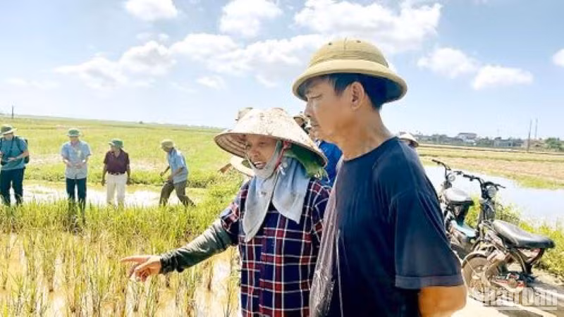 Cần chuyển đổi cơ cấu cây trồng tại những chân ruộng nhiễm chua mặn ở xã An Tân, Hồng Dũng (huyện Thái Thụy, tỉnh Thái Bình).