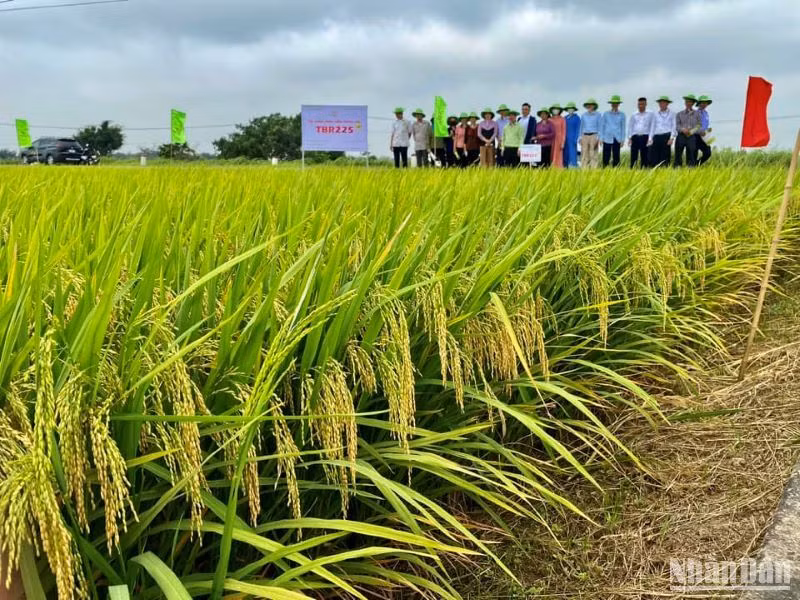 Giống TBR 225 trồng tại huyện Phúc Thọ (thành phố Hà Nội) cho năng suất 68 tạ/ha. Giống TBR 225 trồng tại huyện Phúc Thọ (thành phố Hà Nội) cho năng suất 68 tạ/ha.
