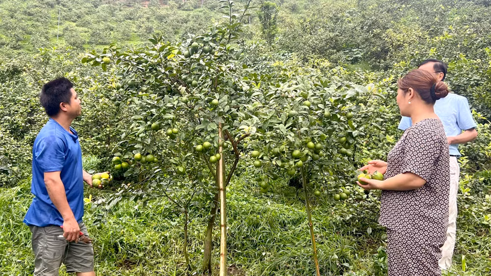 Người dân xã Yên Thuận, huyện Hàm Yên được tiếp cận vốn tín dụng chính sách theo Nghị quyết 03 của Hội đồng nhân dân tỉnh để trồng chanh tứ mùa.