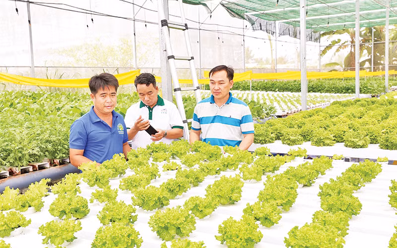 Nông dân tham quan, học tập kỹ thuật trồng rau thủy canh trong nhà màng khép kín của anh Nguyễn Ngọc Phi, khu phố 15, thị trấn Phước Dân, huyện Ninh Phước (Ninh Thuận).