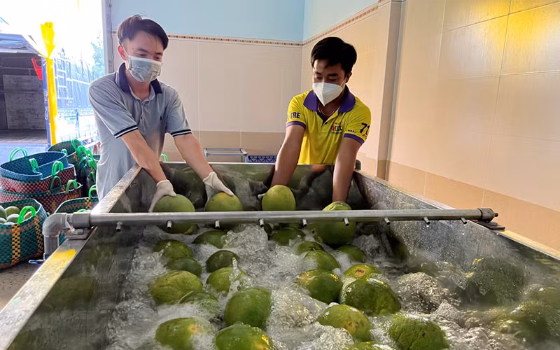Sơ chế bưởi da xanh tại Hợp tác xã bưởi da xanh Bến Tre.
