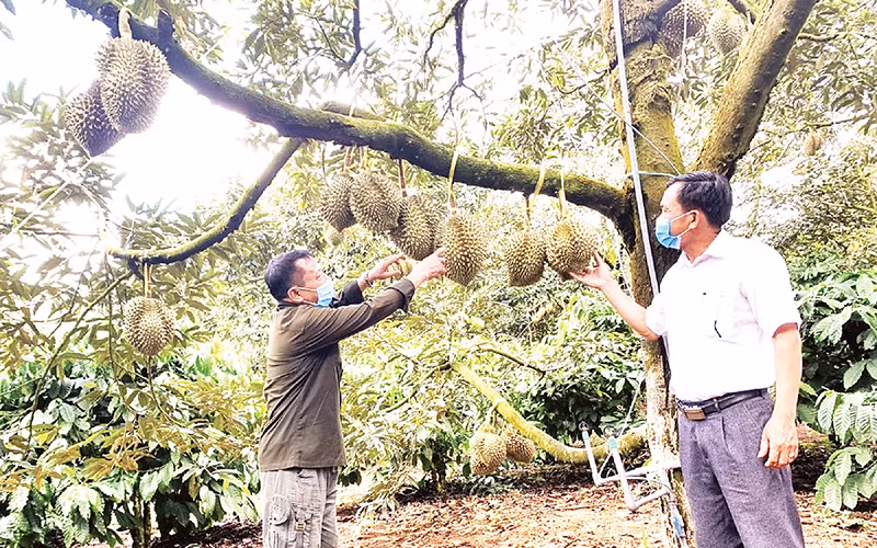 Đắk Lắk hiện là địa phương có diện tích trồng sầu riêng lớn nhất cả nước.