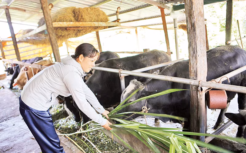 Nhờ được hỗ trợ bò giống, nhiều hộ đồng bào dân tộc thiểu số ở Đắk Nông đã thoát nghèo.